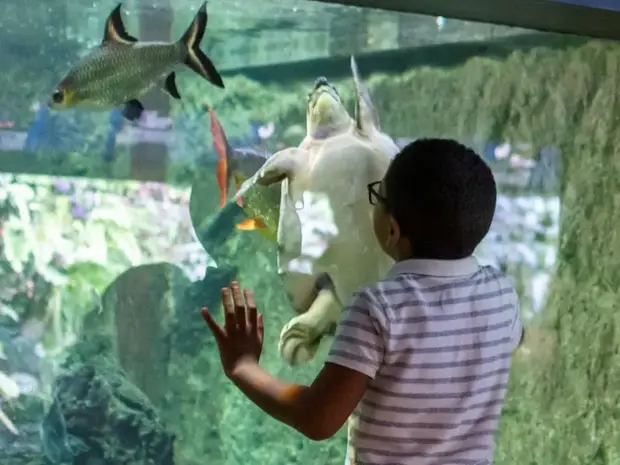 aquarium tropical turtles