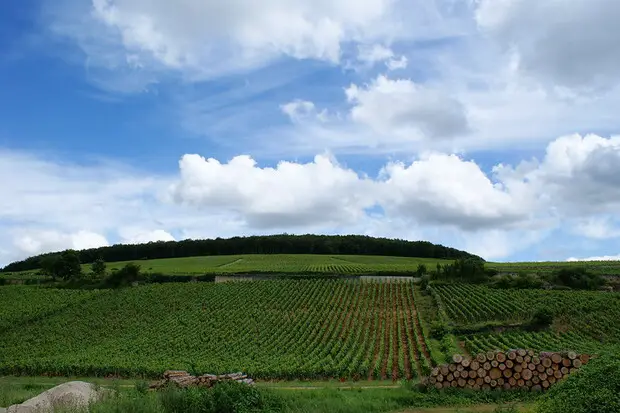 Burgundy Vineyard