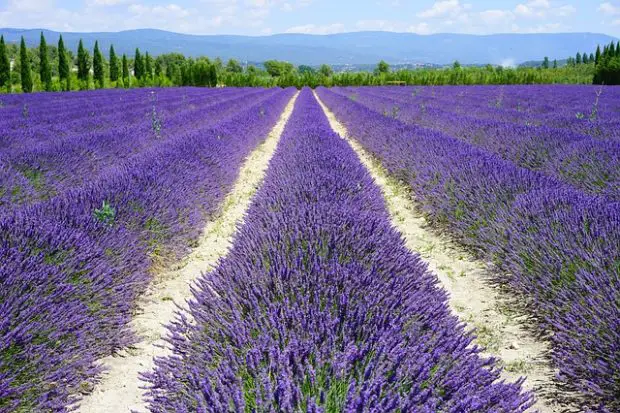 Lavender Fields