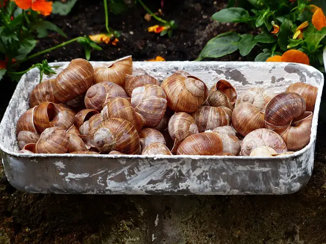 snail shells