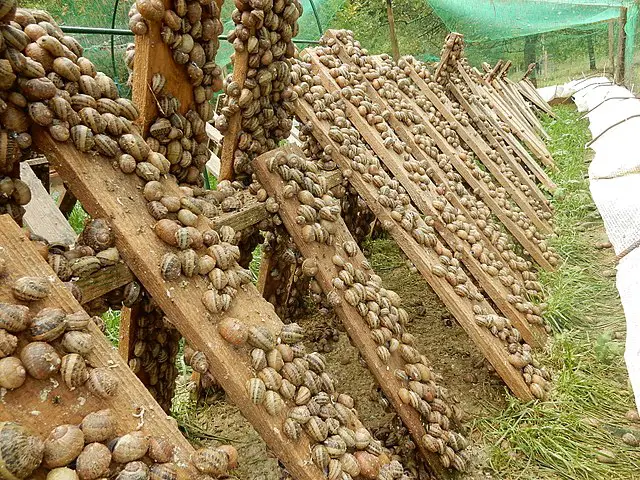 A snail farm