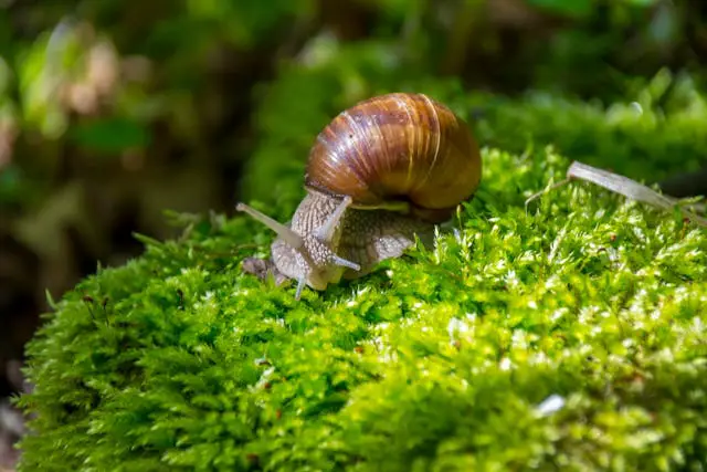a snail