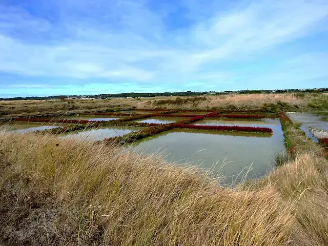 Guérande's salt marshes