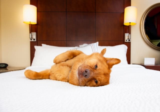 dog on hotel bed