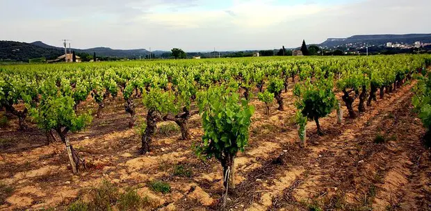 Provence vineyard