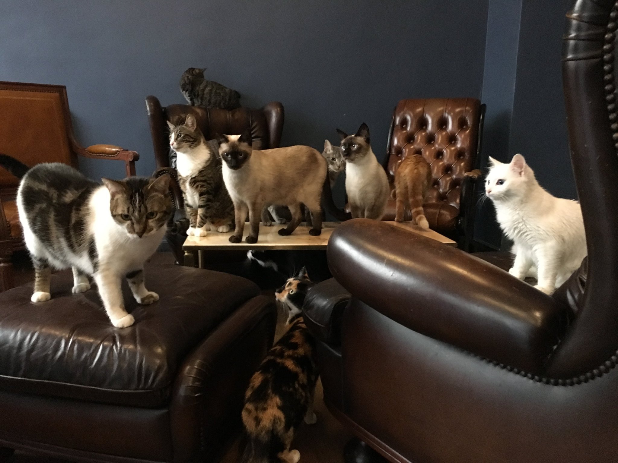 le café des chats gatos 