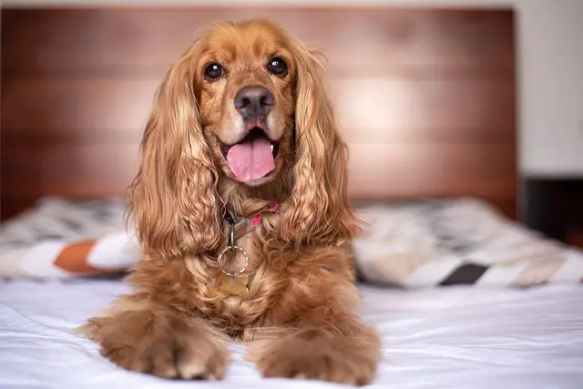 chien sur un lit d'hotel