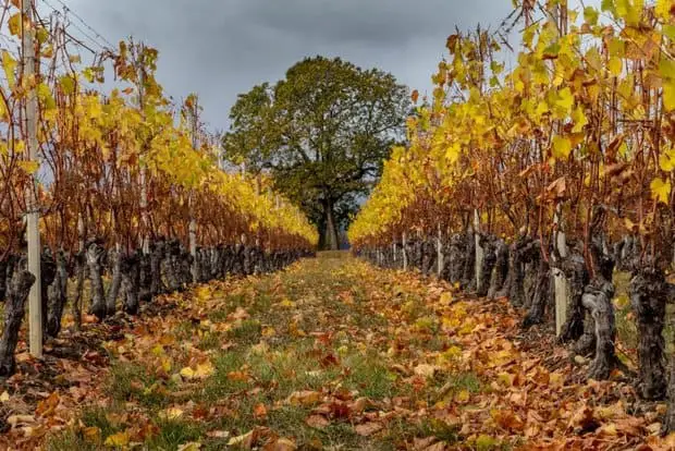 Vignobles de Bordeaux