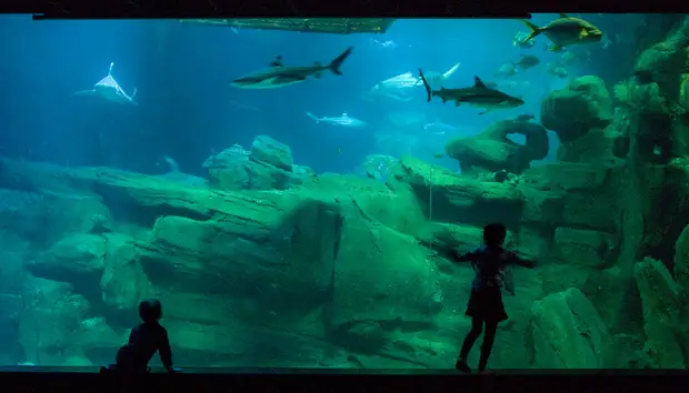 Deux enfants devant un aquarium à Paris