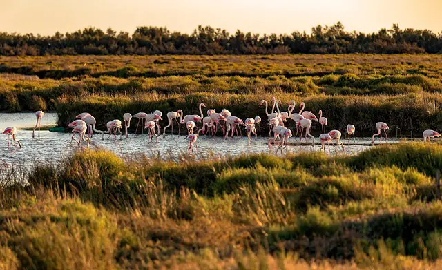 Paysage de Camargue