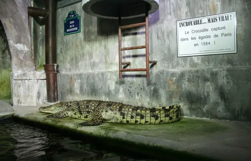 crocodile egouts paris