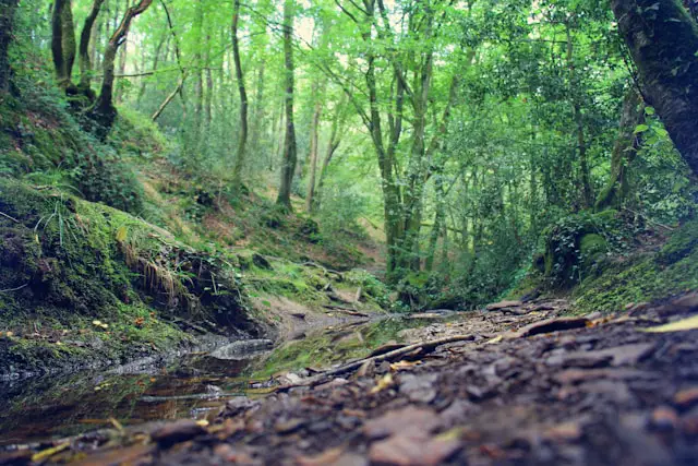 Forêt de Brocéliande