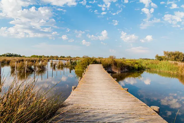 marais camargue