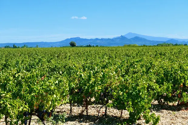 Vignes Rhônes