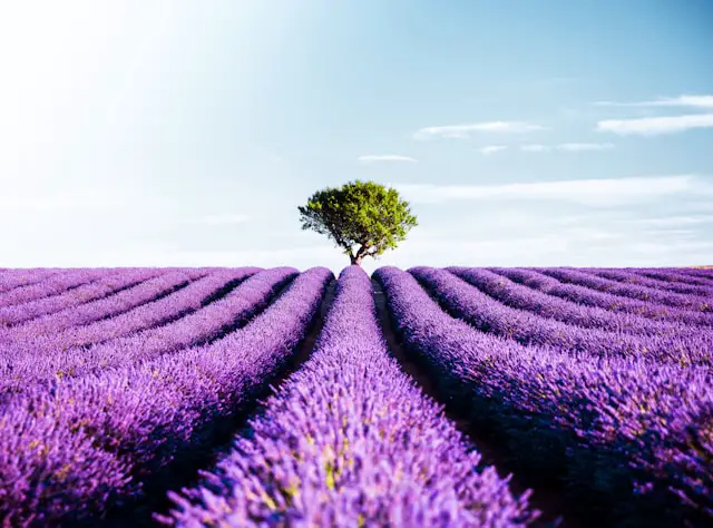 Plateau de Valensole