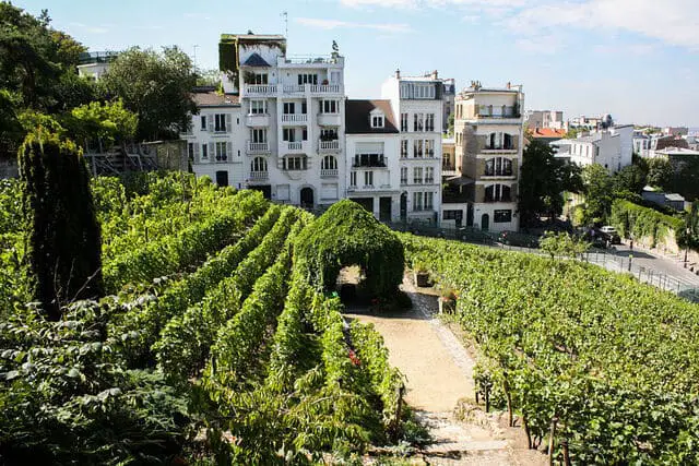 vignes montmartre