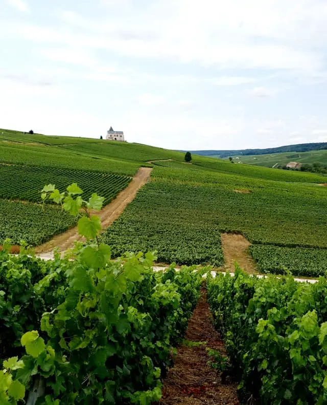 vignoble champagne